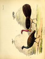 Image of Alectura Latham 1824