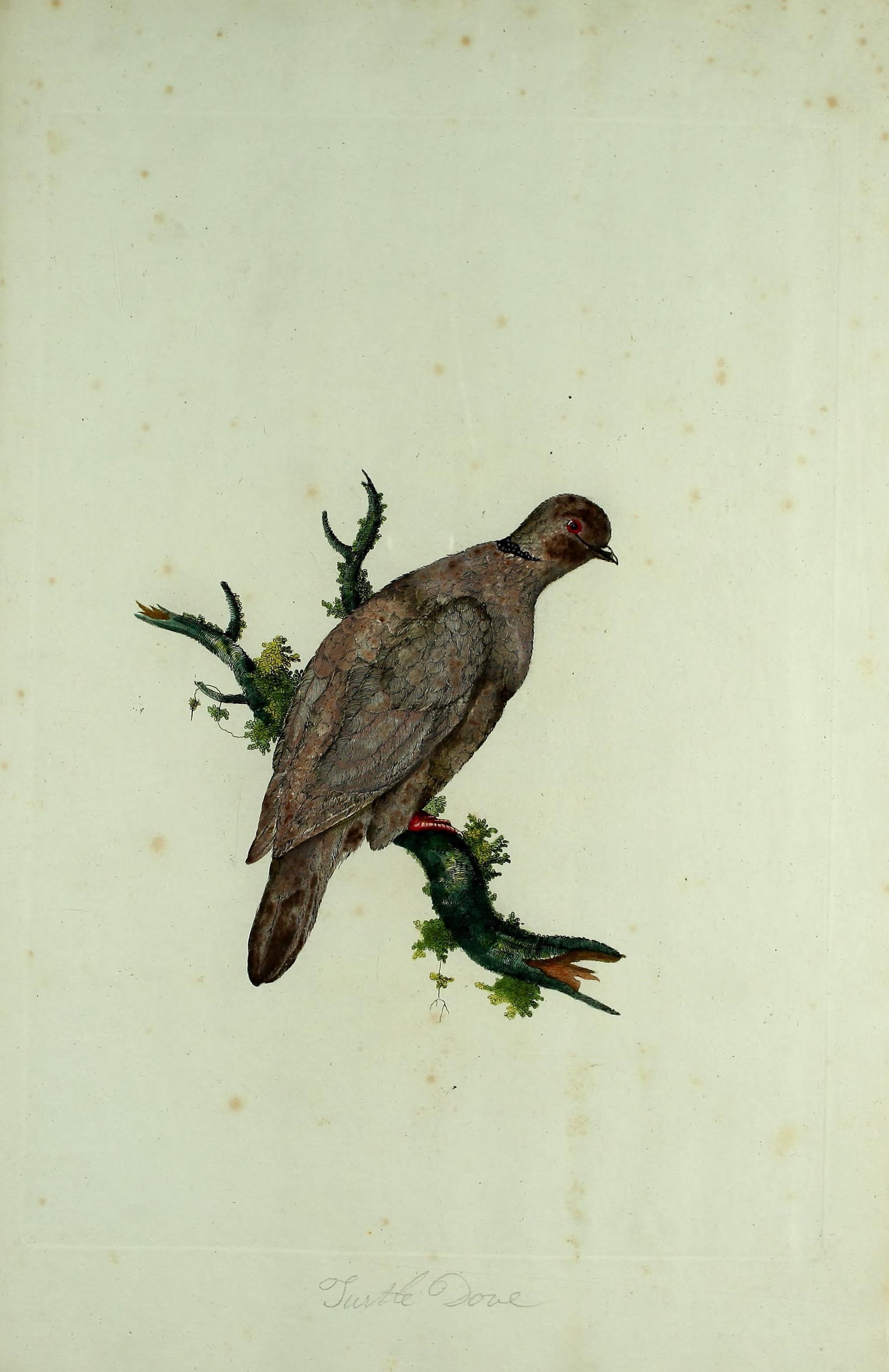 Image of turtle dove, european turtle dove