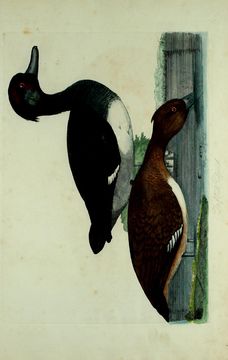 Image of Tufted Duck