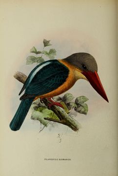 Image of Pelargopsis capensis burmanica Sharpe 1870