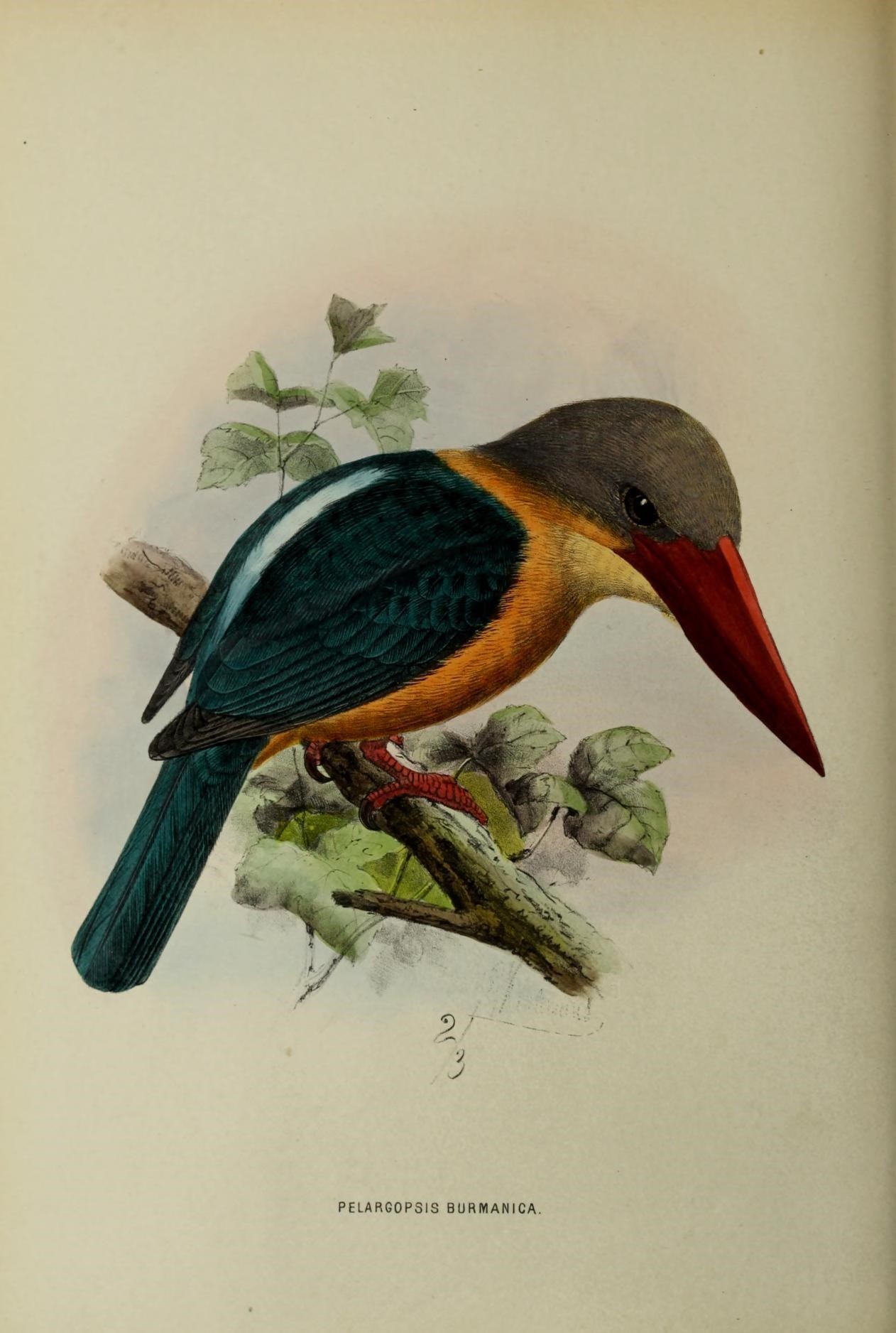 Sivun Pelargopsis capensis burmanica Sharpe 1870 kuva