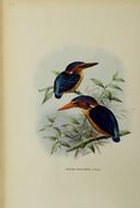 Sivun Ispidina picta natalensis (Smith & A 1832) kuva