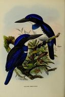 Image of Blue-black Kingfisher