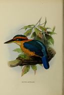 Image of Cinnamon-backed Kingfisher