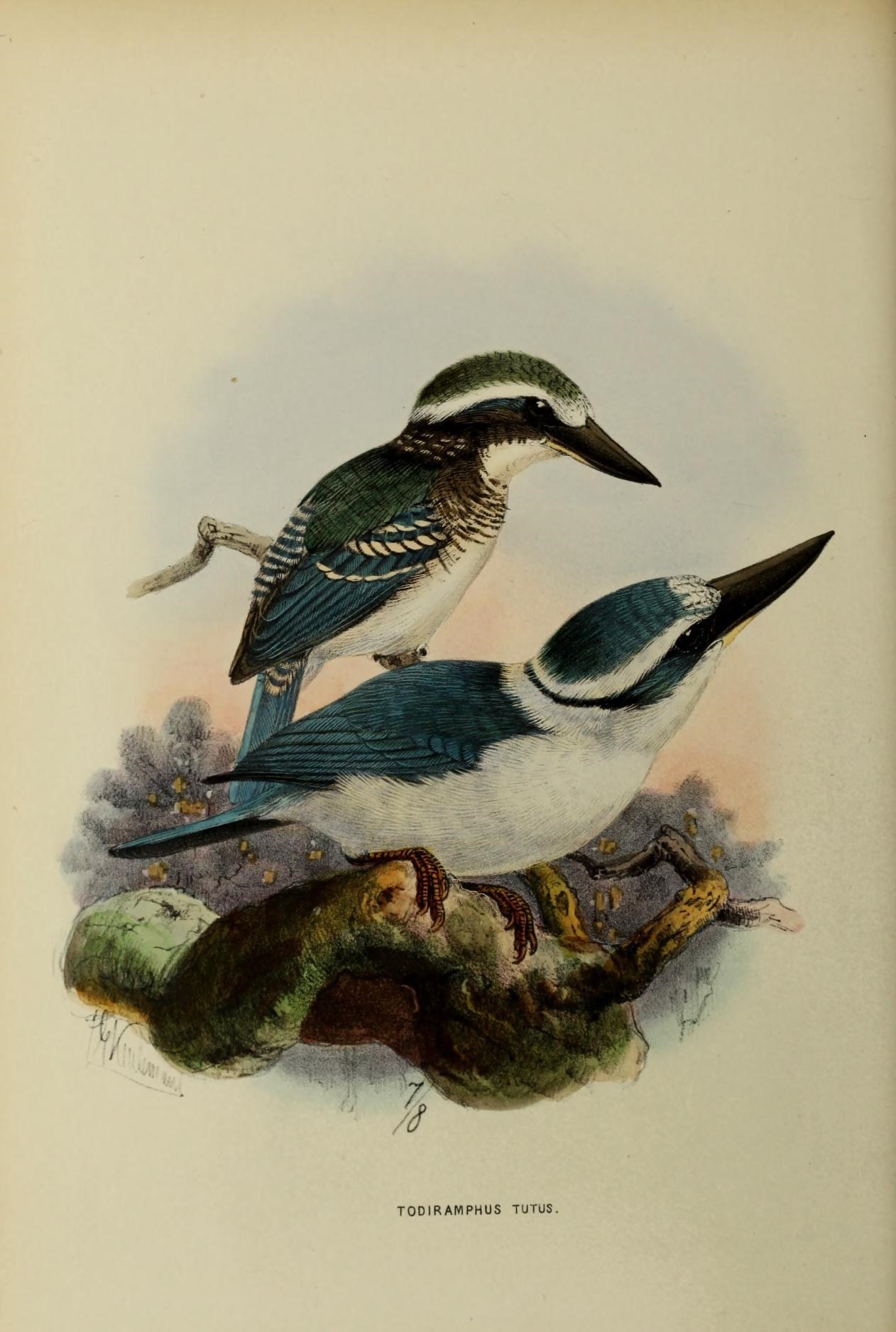 Image of Chattering Kingfisher