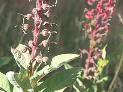 Image of Devil's Tobacco