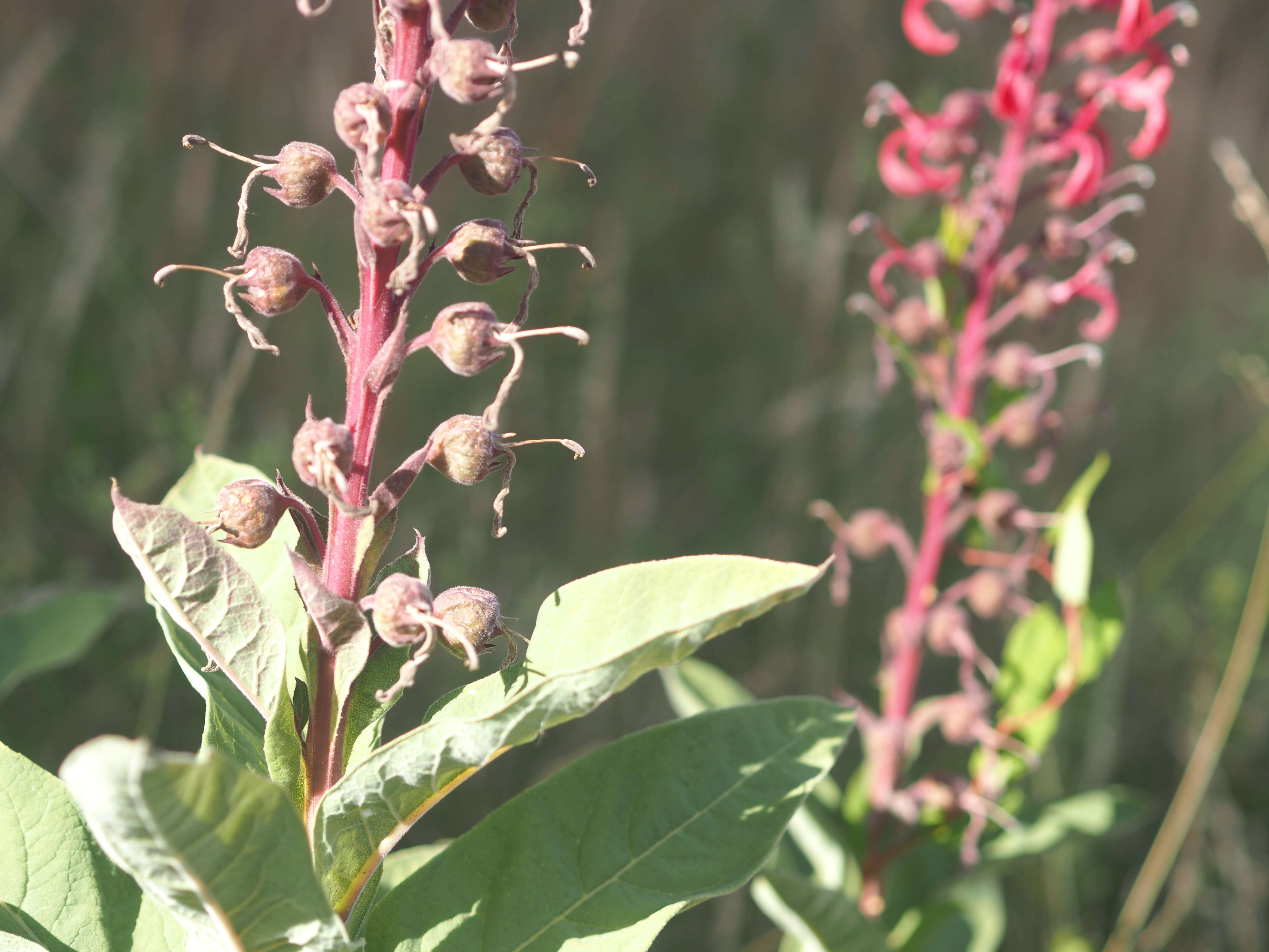 Image of Devil's Tobacco