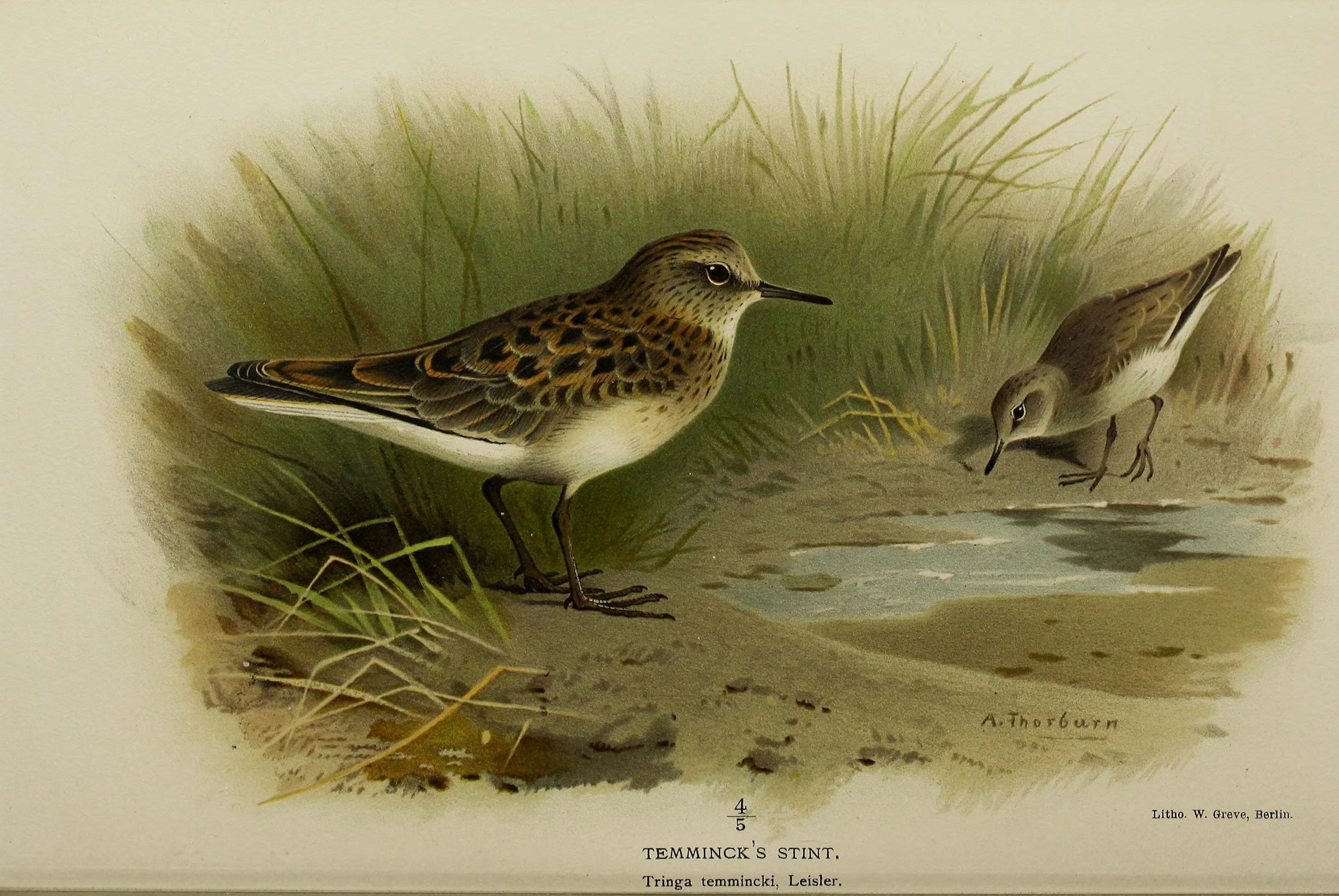 Image of Temminck's Stint