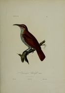 Image of Magnificent Riflebird