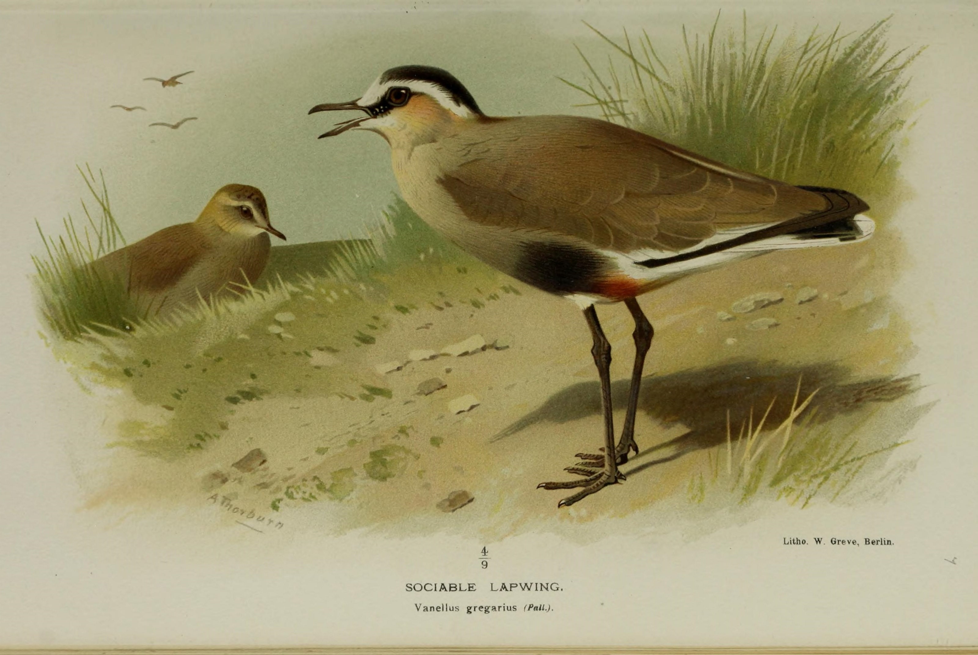 Image of Sociable Lapwing