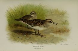 Image of Least Sandpiper