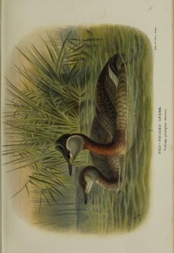 Image of Red-necked Grebe