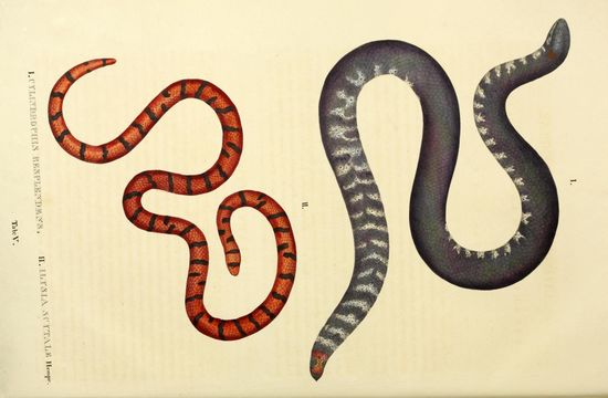 Image of Common Pipe Snake