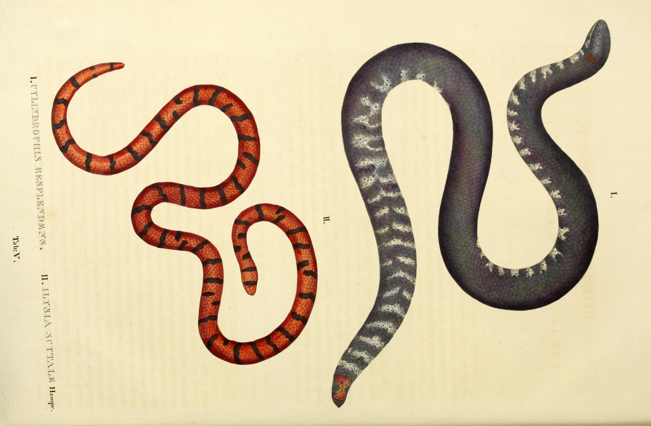 Image de Cylindrophis ruffus (Laurenti 1768)