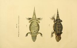 Plancia ëd Phrynosoma orbiculare (Linnaeus 1758)