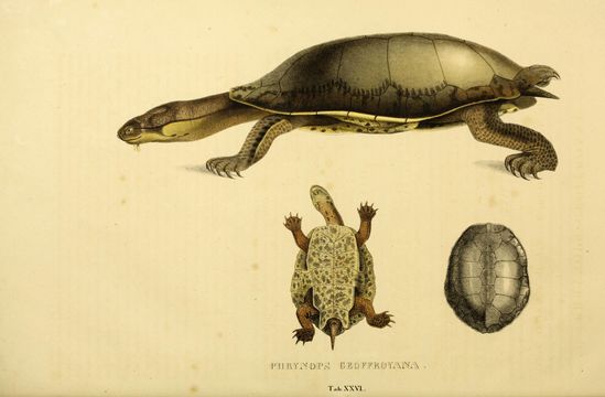 Sivun Phrynops geoffroanus (Schweigger 1812) kuva