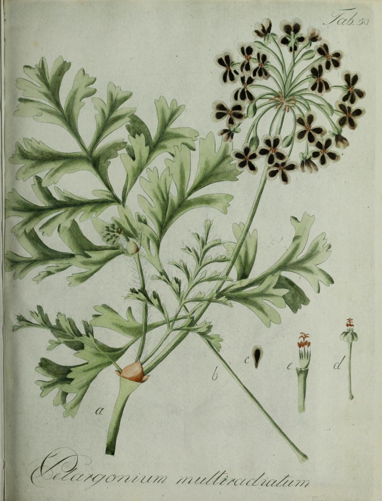 Image of Pelargonium multiradiatum Wendl.