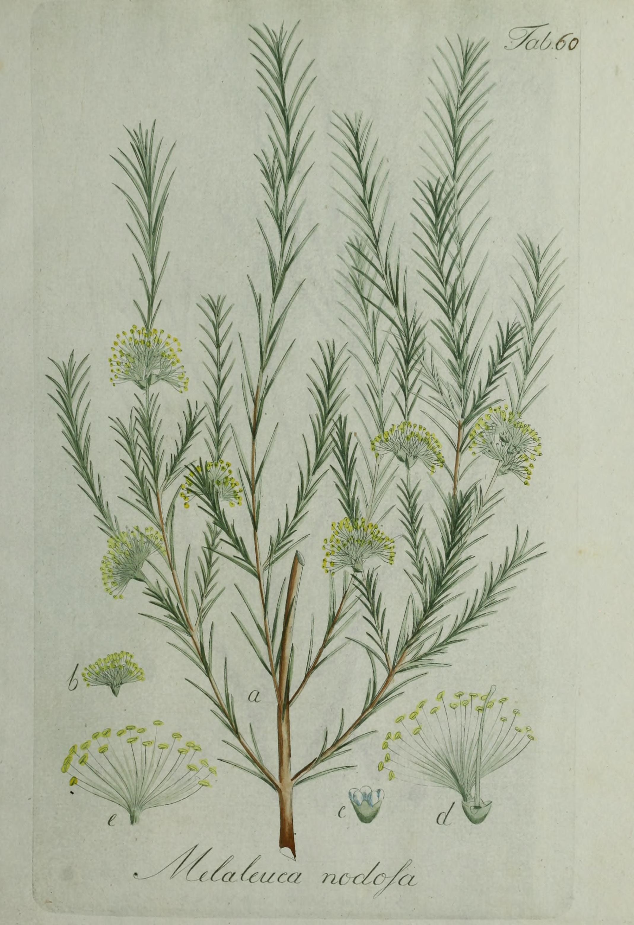 Image of Melaleuca nodosa (Gaertn.) Sm.