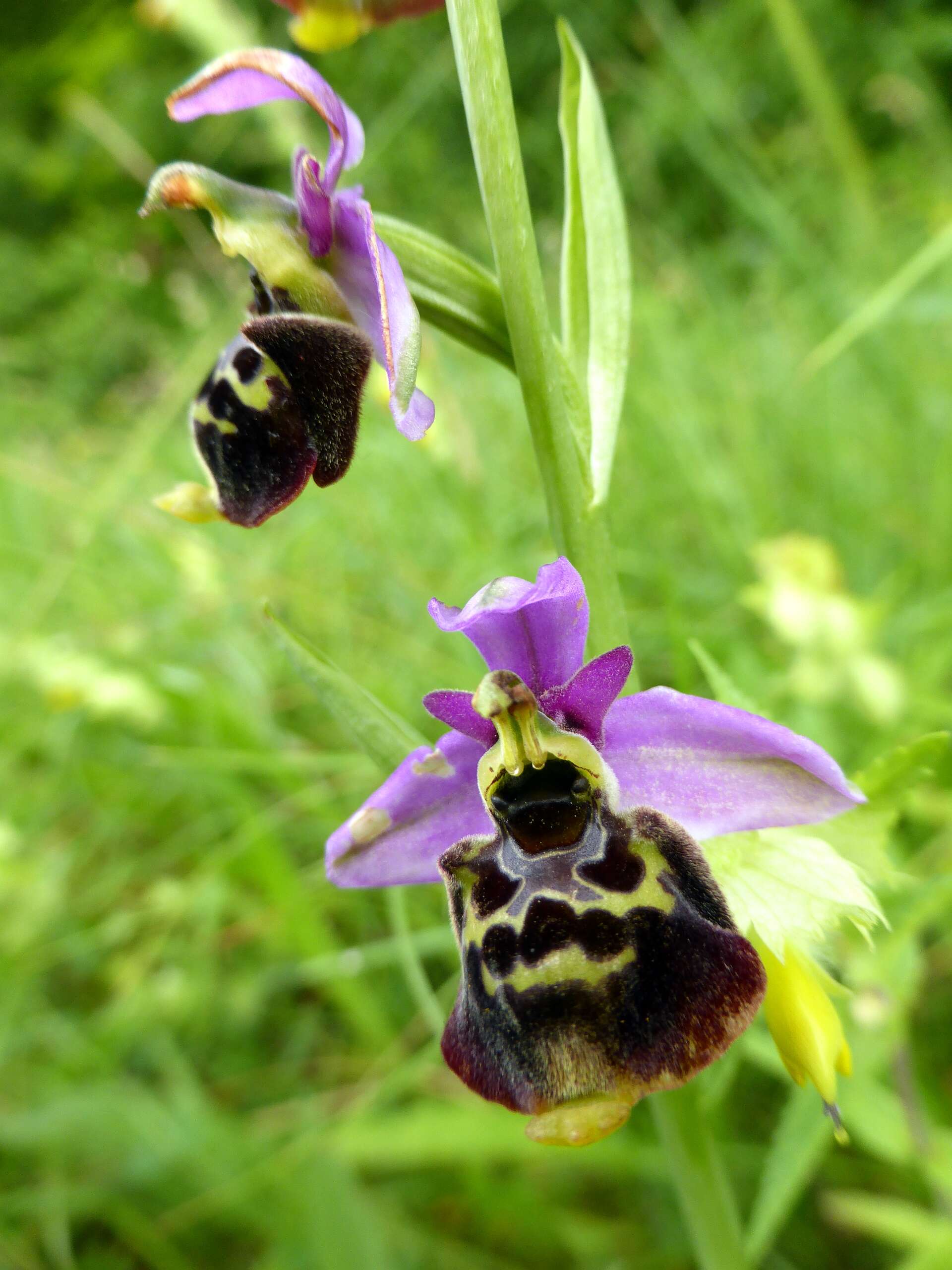 Image of Ophrys holosericea