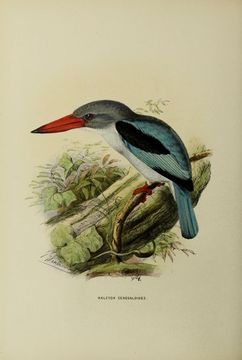 Image of Senegal Kingfisher