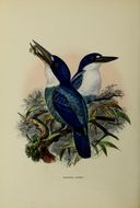 Image of Lazuli Kingfisher