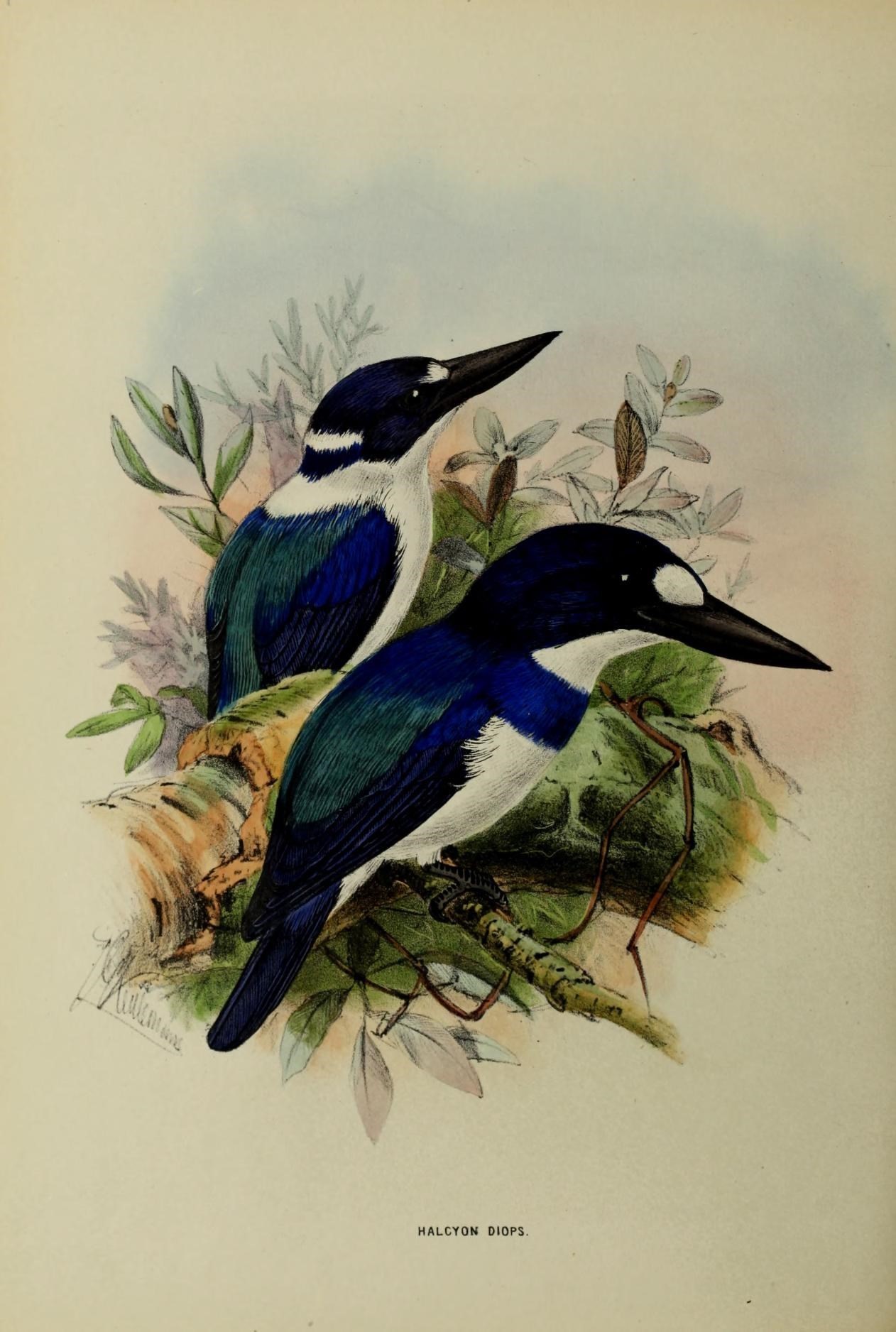 Image of Blue-and-white Kingfisher