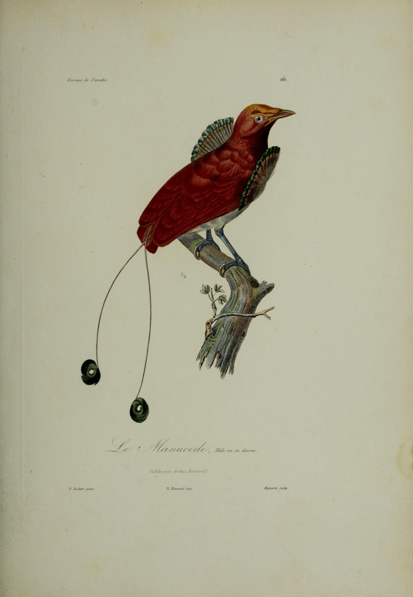 Image of Cicinnurus Vieillot 1816