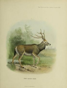 Image of Elaphurus Milne-Edwards 1866