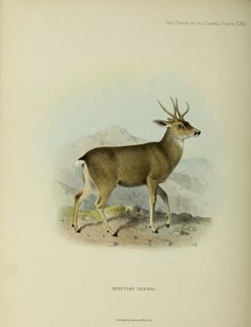 Image of North Andean Deer