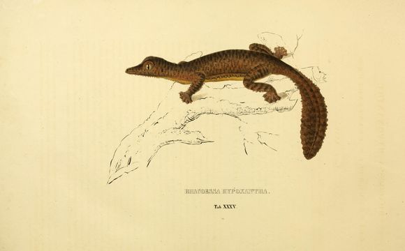 Image of Common Flat-tail Gecko