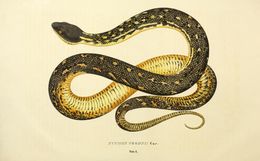 Image of Carpet python