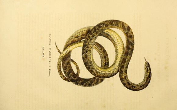 Image of East-Four-lined Ratsnake