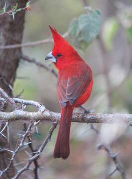 Image of Vermilion Cardinal