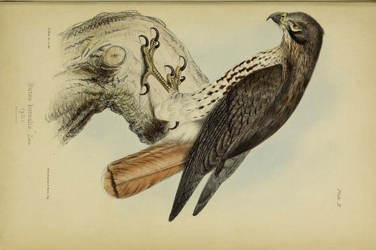 Image of Buteo Lacépède 1799