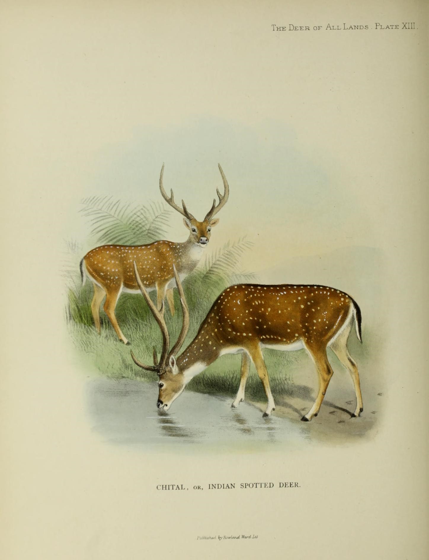 Image of Axis Deer