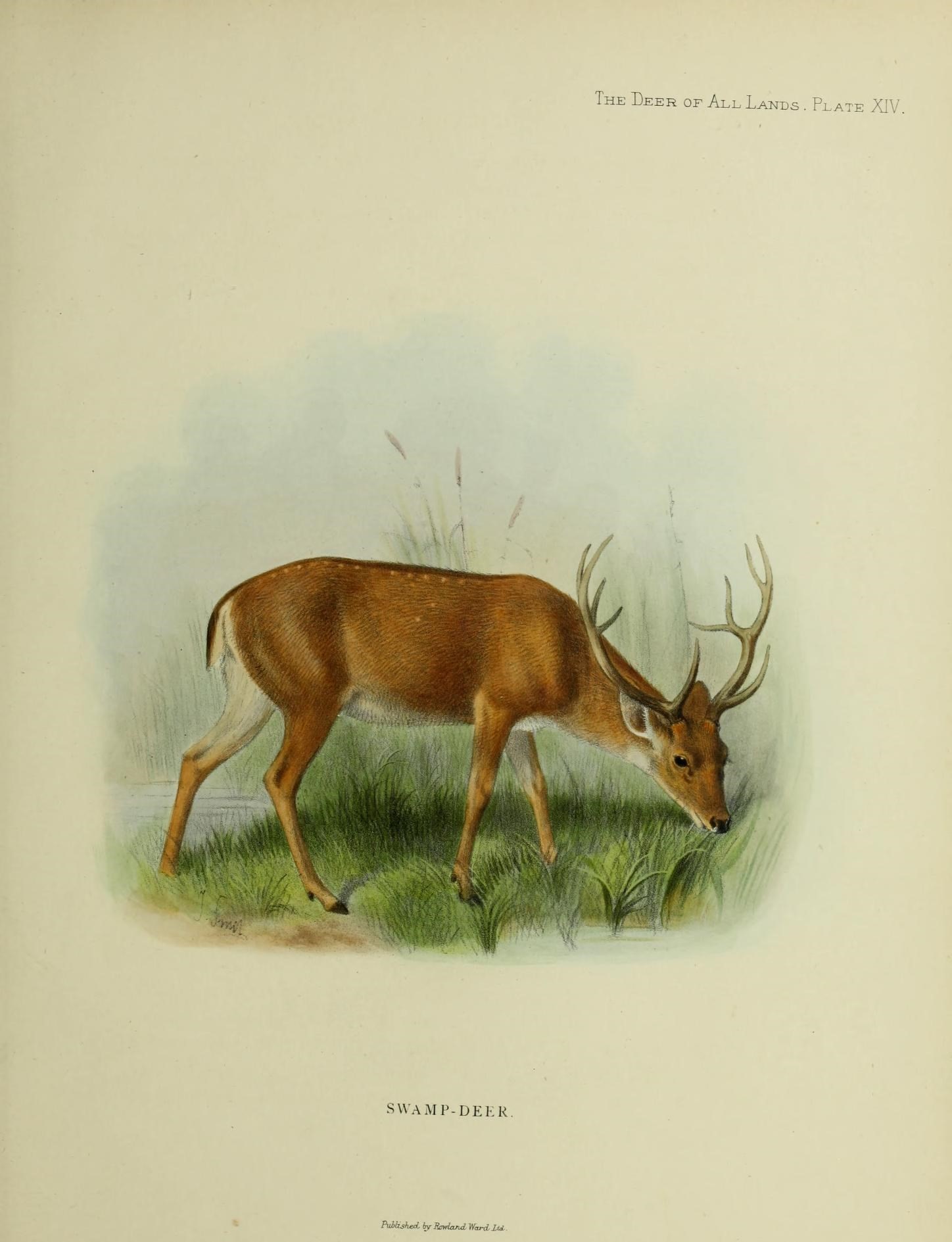 Image of Swamp Deer