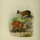 Image of Northern Pudu