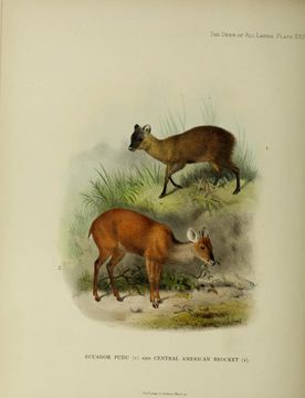 Слика од Pudu mephistophiles (de Winton 1896)