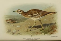 Image of Eurasian Stone-curlew