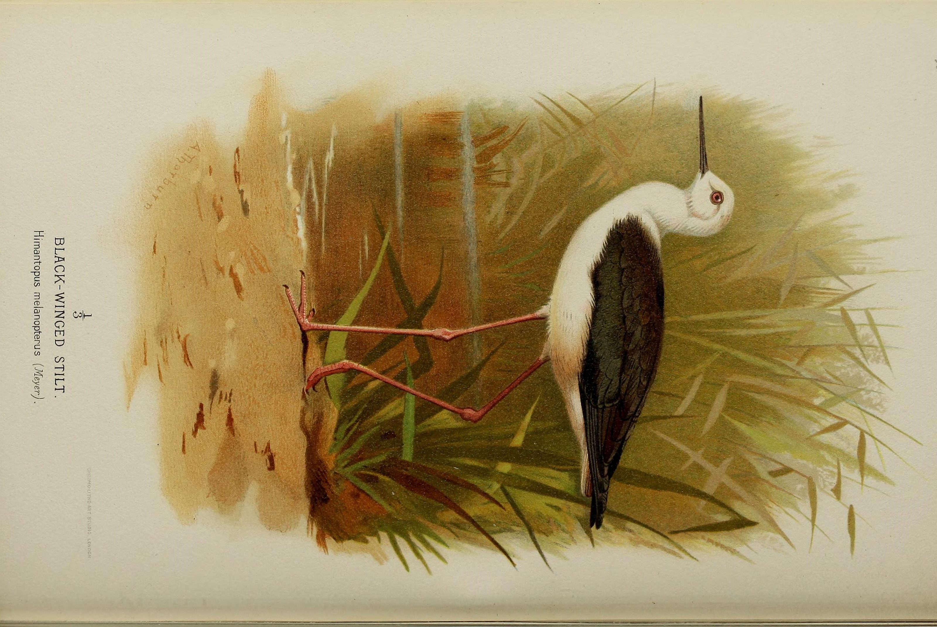 Image of Black-winged Stilt