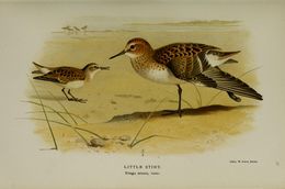 Plancia ëd Calidris minuta (Leisler 1812)