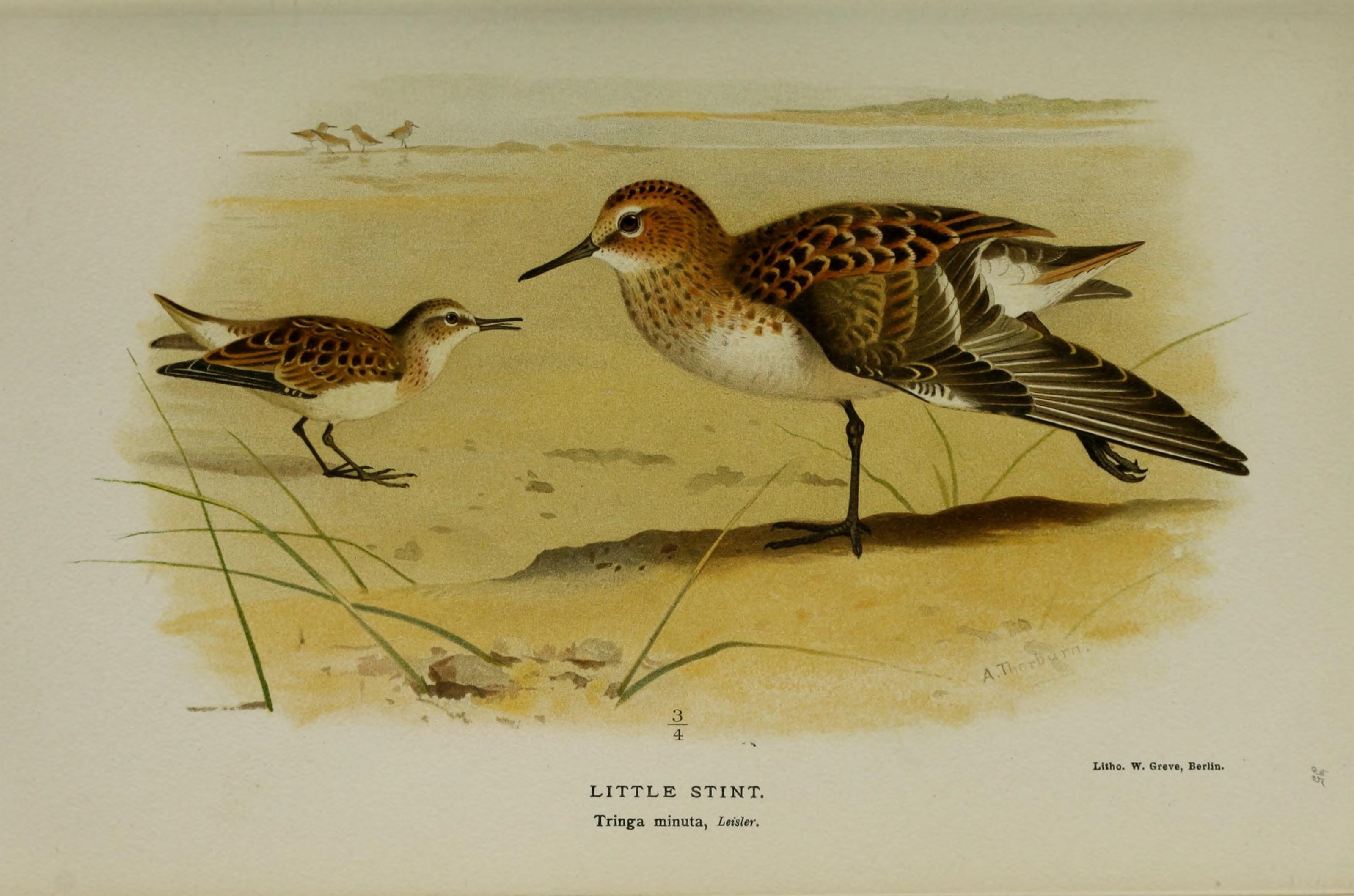 Image of Little Stint