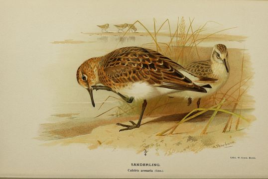 Image of Sanderling