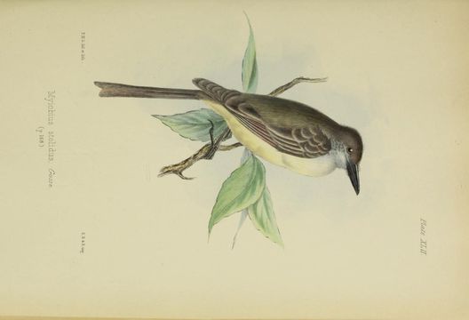 Image of Stolid Flycatcher