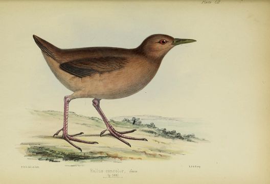 Image of Amaurolimnas Sharpe 1893