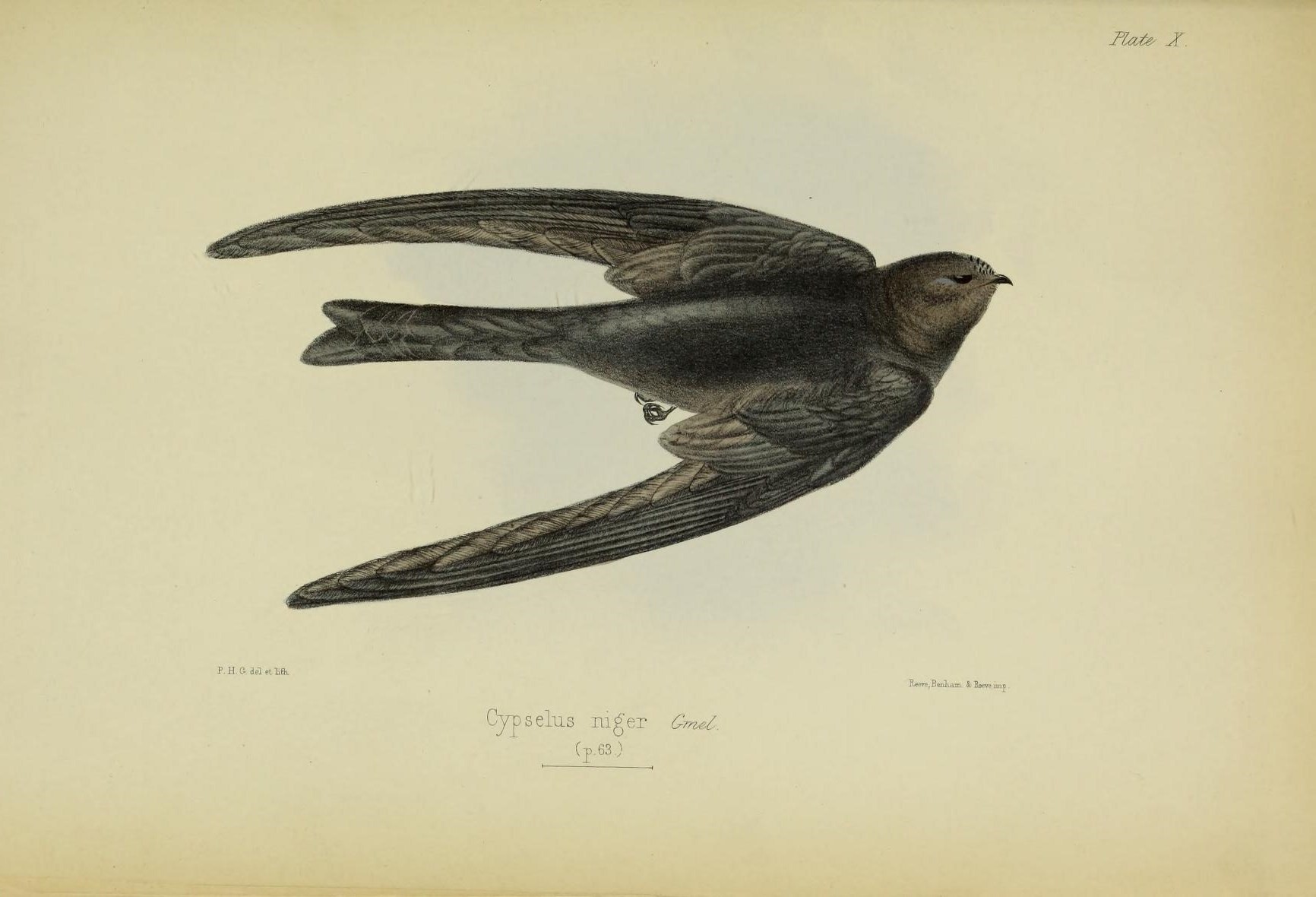 Image of American Black Swift