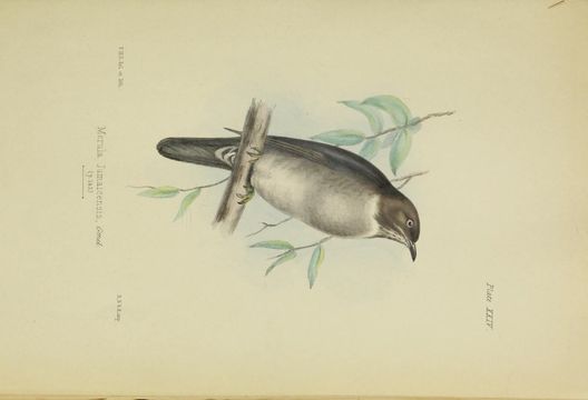 Image of White-eyed Thrush