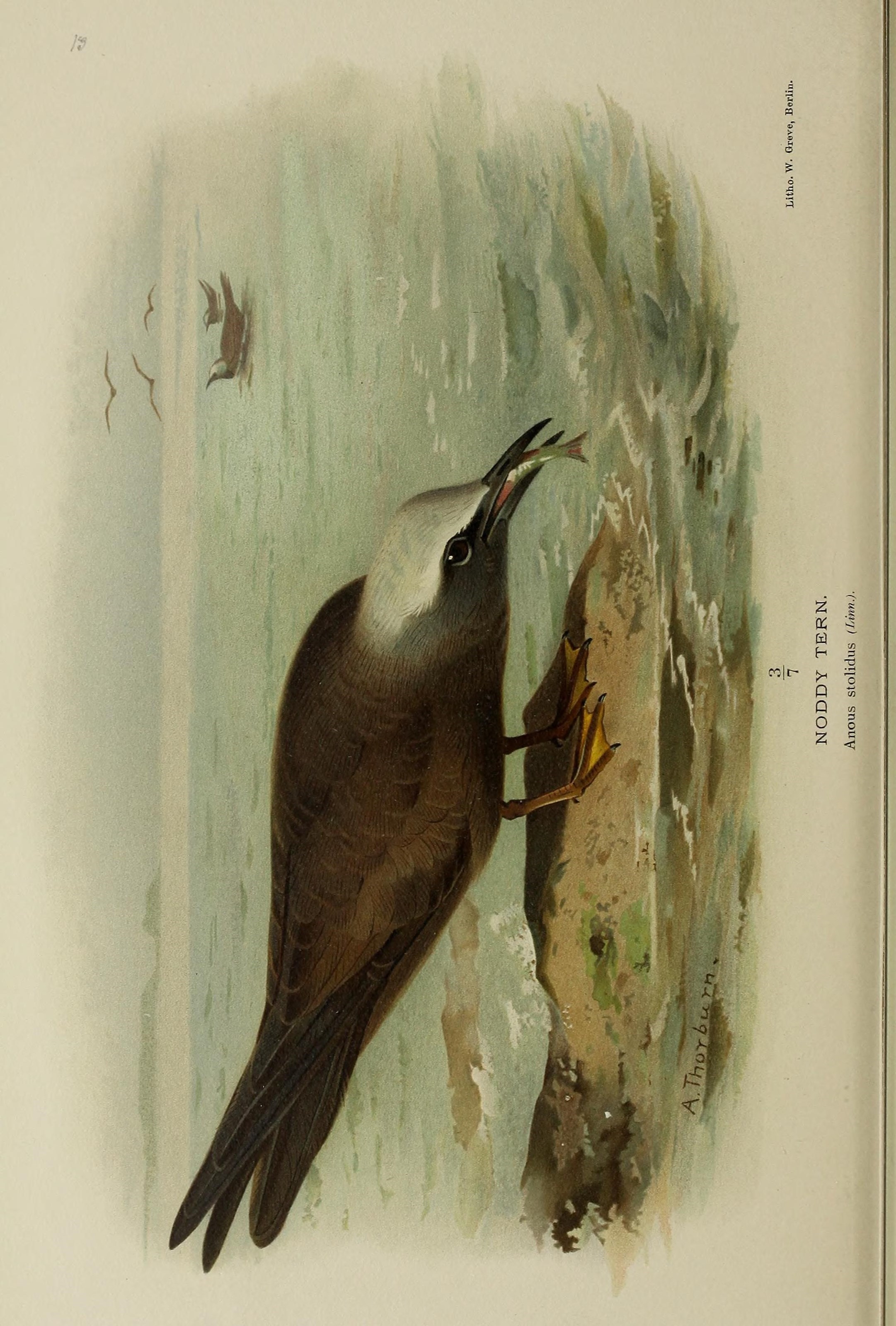 Image of Brown Noddy