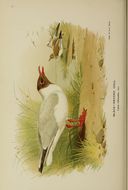 Image of Black-headed Gull