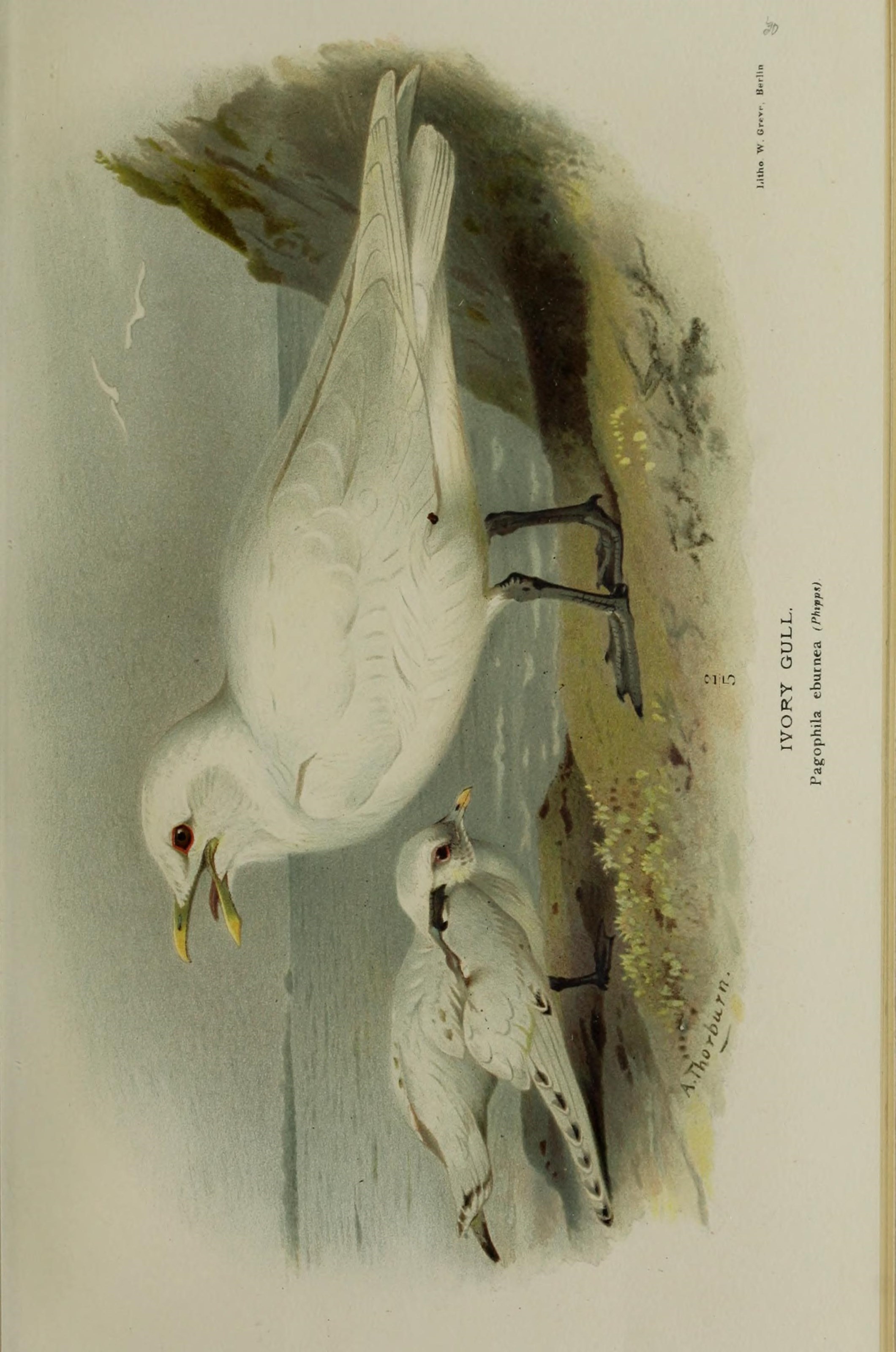 Image of Pagophila Kaup 1829